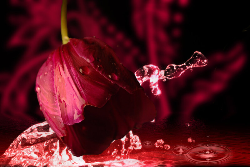 Red Flower with Water Droplets — Dramatic, Photograph, Droplet