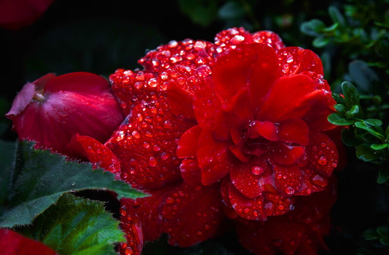 Red Flower with Water Droplets — Dramatic, Photograph, Green Leaves