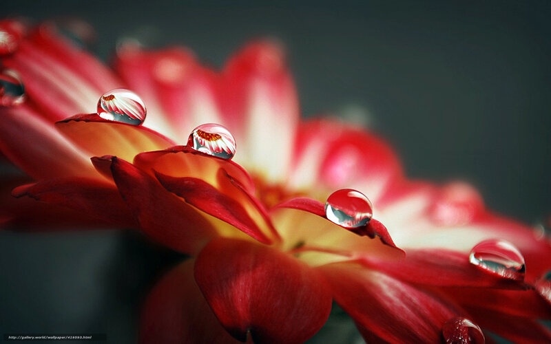 Red Flower with Water Droplets — Dramatic, Photograph, Petals, Background