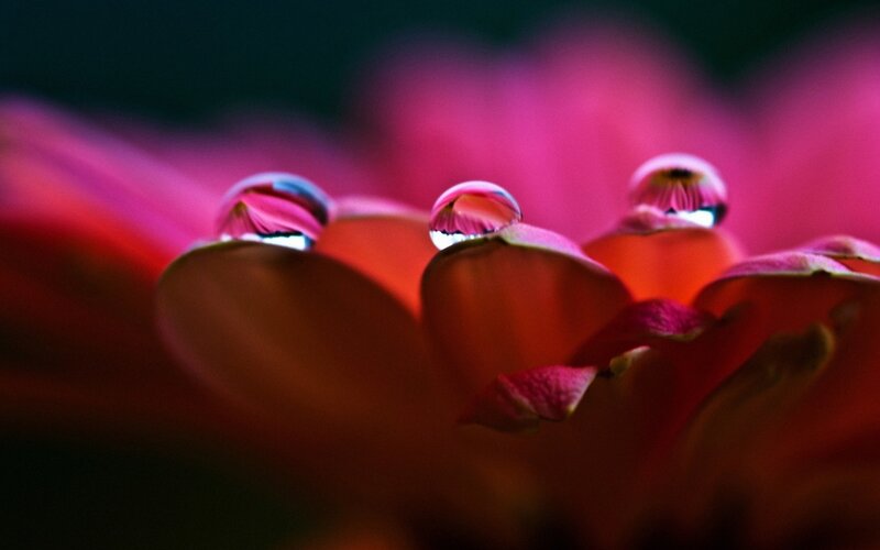 Red Flower with Water Droplets — Dramatic, Photograph, Petals, Macro