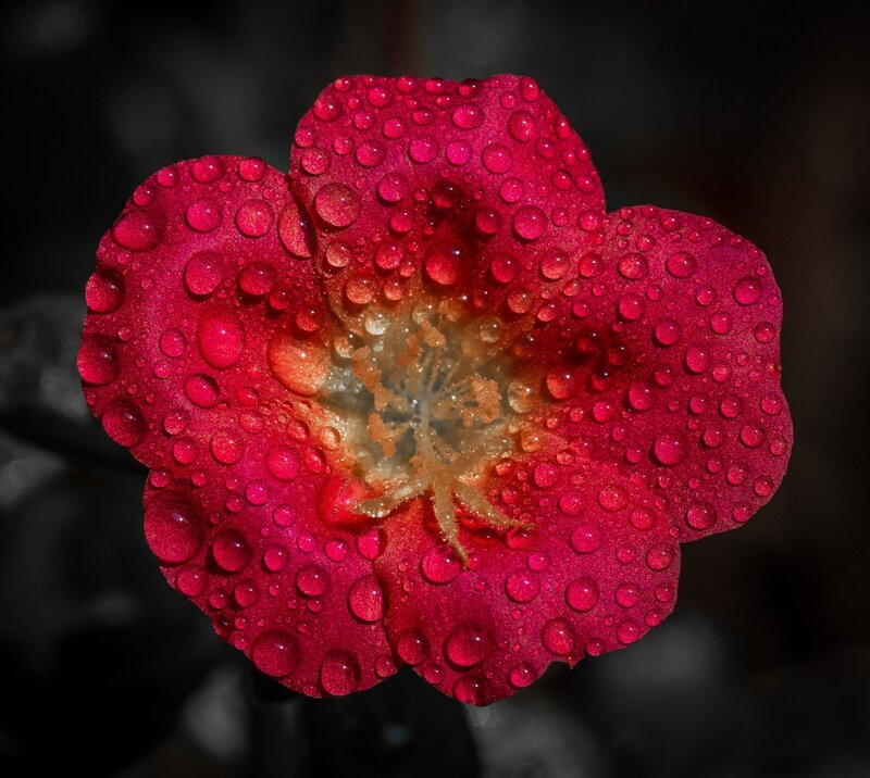 Red Flower with Water Droplets — Dramatic, Photograph, Petals, Stamen
