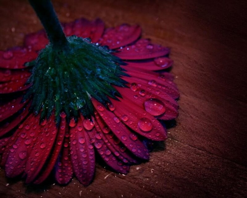 Red Flower with Water Droplets — Dramatic, Photograph, Petals, Stem, Wooden Surface