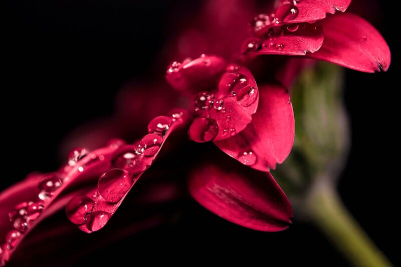 Red Flower with Water Droplets — Dramatic, Photograph, Petals