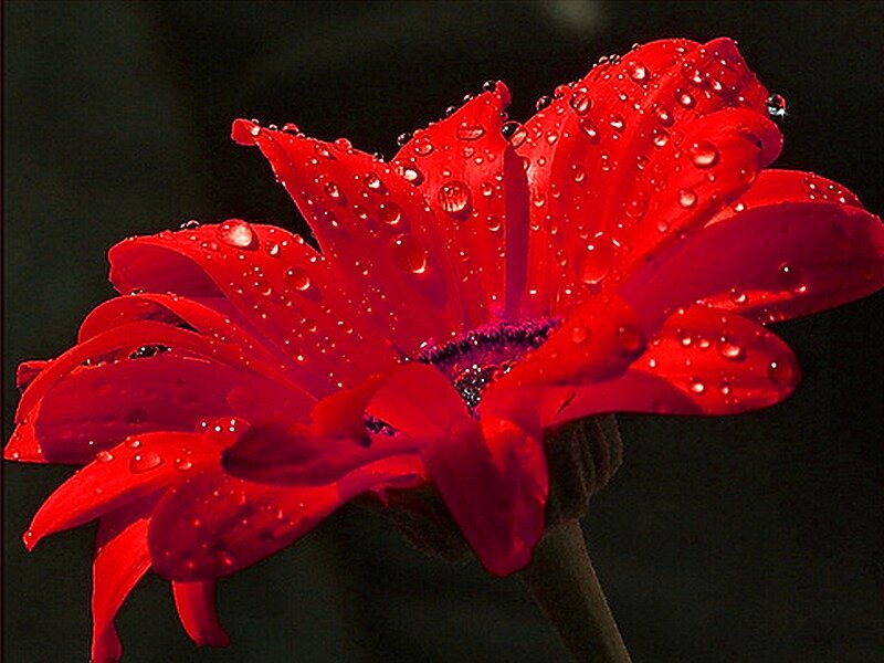 Red Flower with Water Droplets — Dramatic, Photograph
