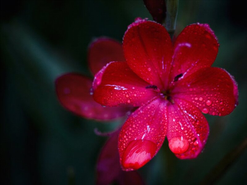 Red Flower with Water Droplets — Dramatic, Photograph, Water Droplets, Green Background, Petals