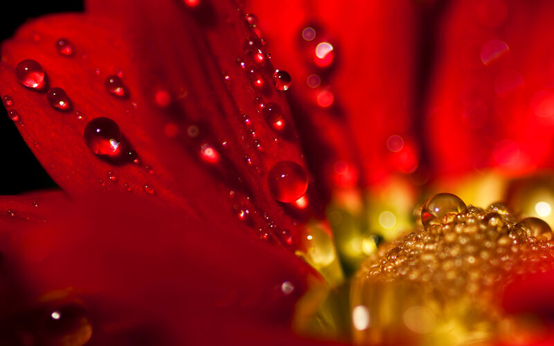 Red Flower with Water Droplets — Dramatic, Photograph, Water Droplets, Petal