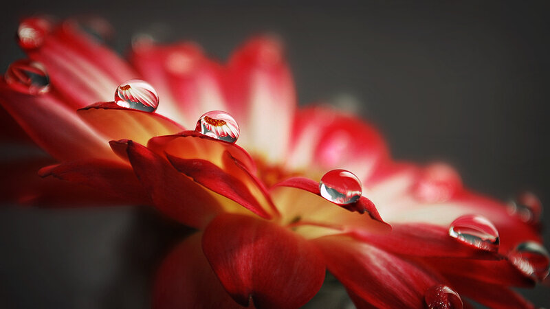 Red Flower with Water Droplets — Dramatic, Photograph, Water Droplets