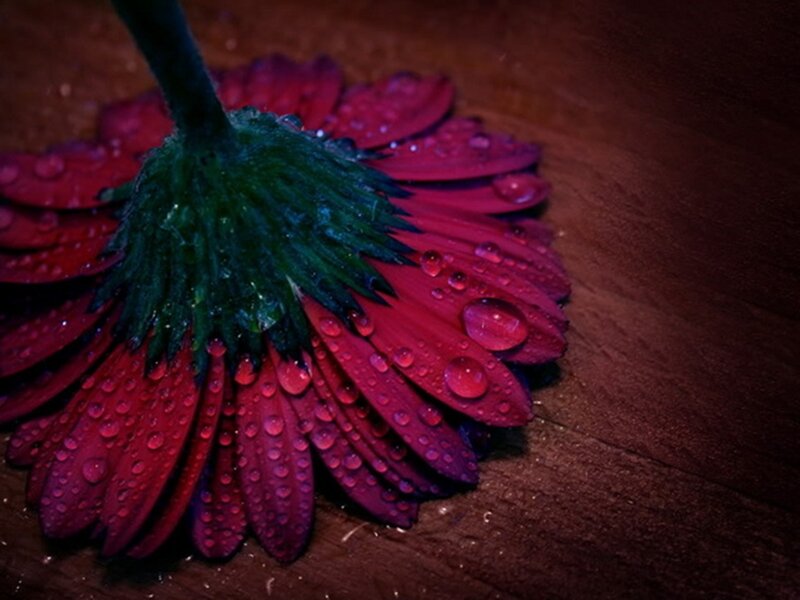 Red Flower with Water Droplets — Dramatic, Photograph, Wooden Surface
