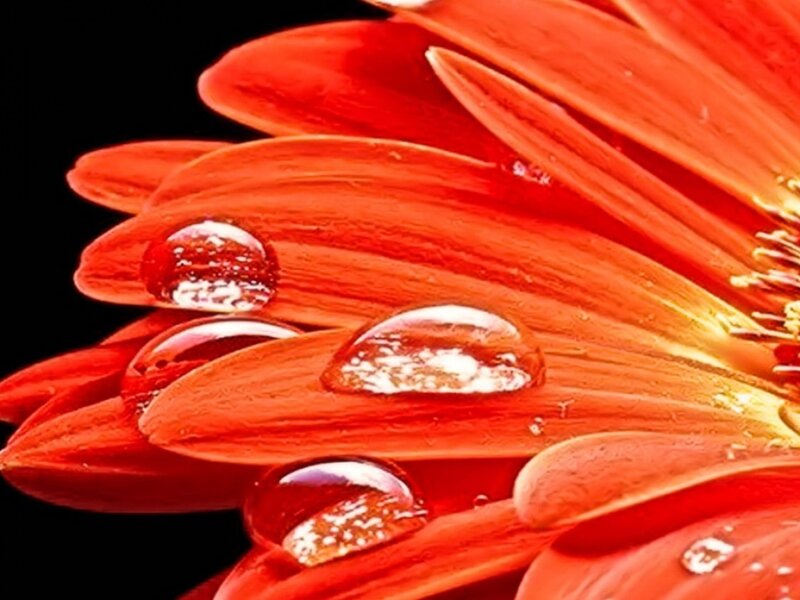 Red Flower with Water Droplets — Dramatic