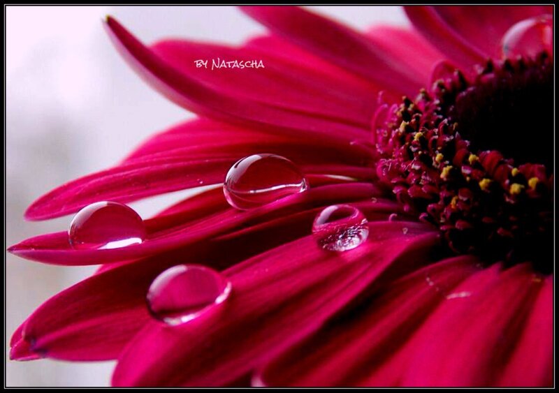 Red Flower with Water Droplets — Magenta