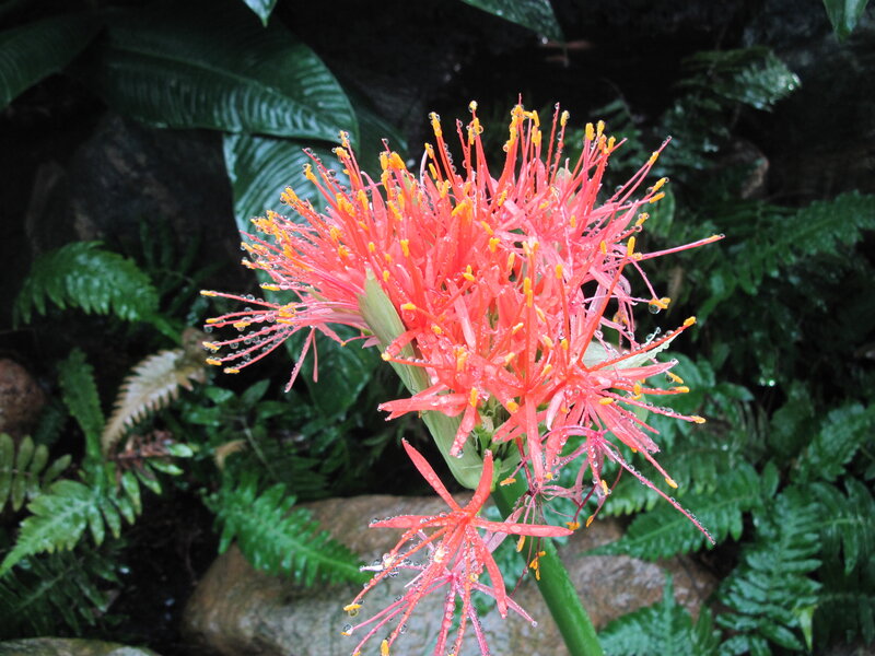 Red Flower with Water Droplets — Natural