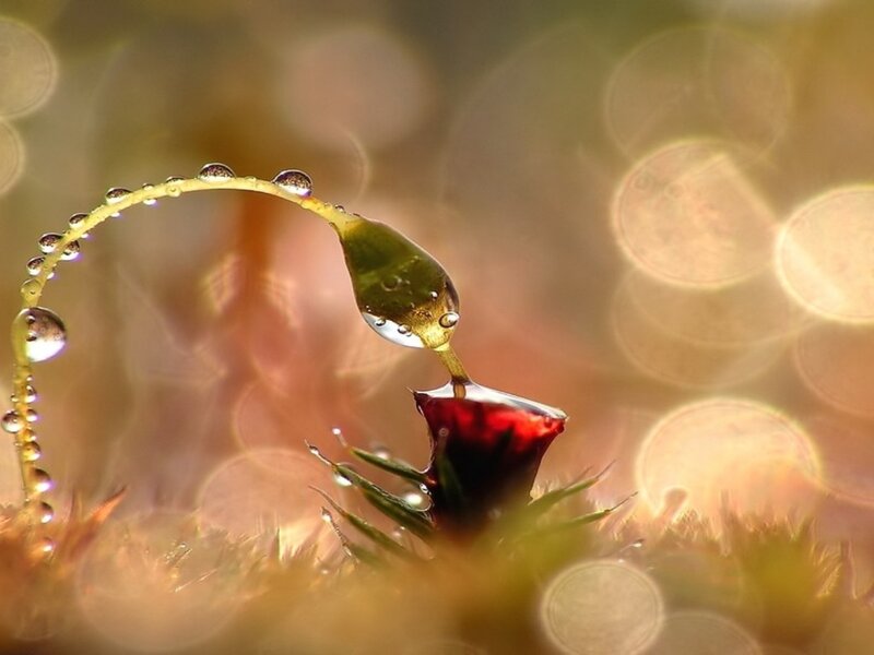 Red Flower with Water Droplets — Serene, Morning, Photograph, Water Droplets