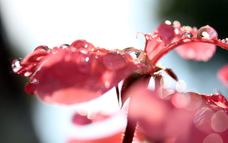 Red Flower with Water Droplets — Serene, Morning