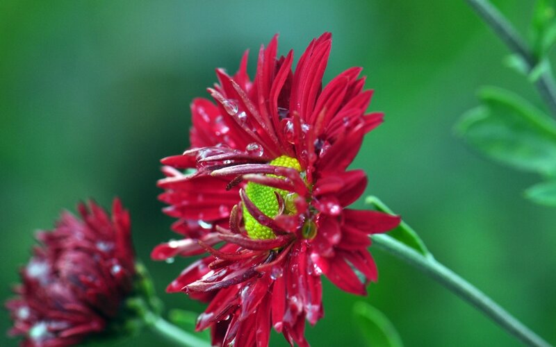 Red Flower with Water Droplets — Serene, Photograph, Green Leaves