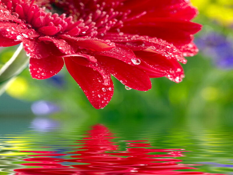 Red Flower with Water Droplets — Serene, Photograph, Reflection