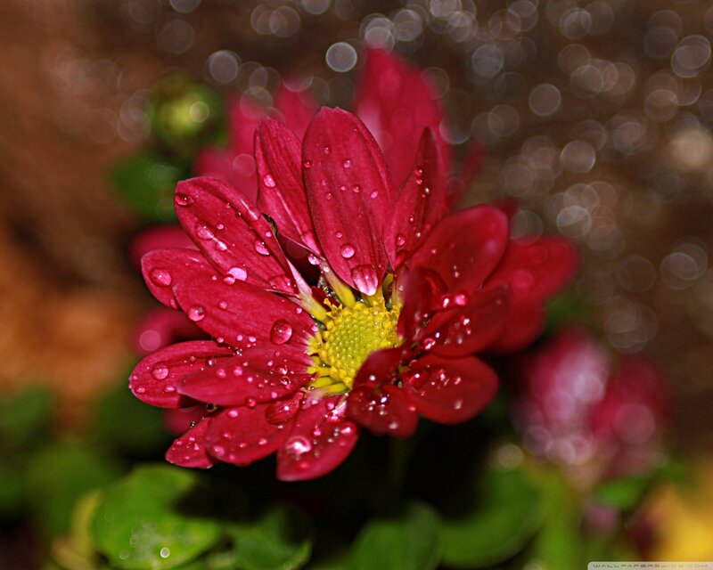 Red Flower with Water Droplets — Serene, Photograph