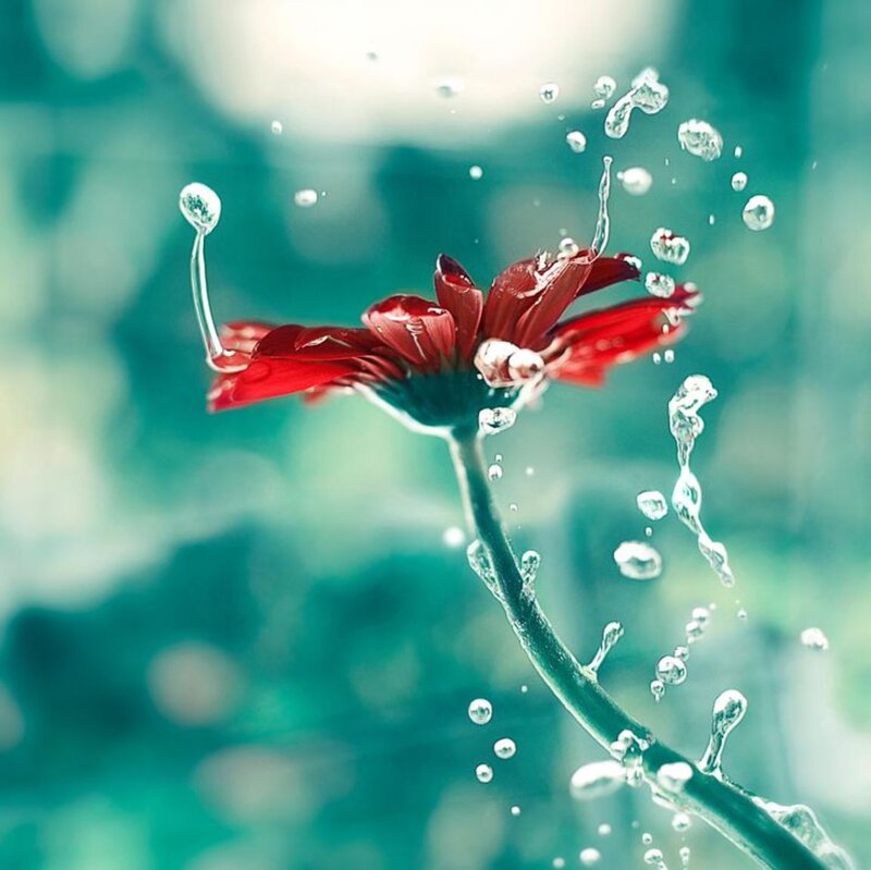 Red Flower with Water Droplets — Serene, Photograph, Water Droplets, Stem