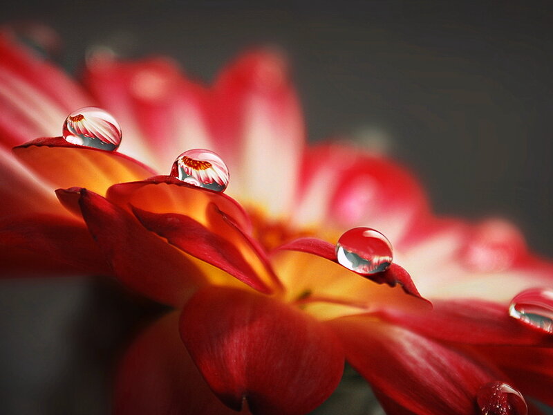 Red Flower with Water Droplets — Serene