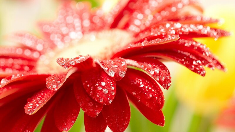Red Flower with Water Droplets — Vibrant, Morning