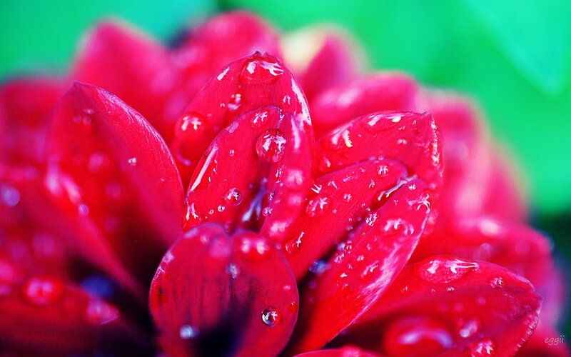 Red Flower with Water Droplets — Vibrant, Photograph