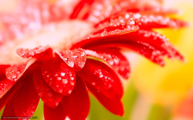 Red Flower with Water Droplets — Vibrant, Photograph, Water Droplets