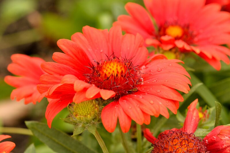Red Flower with Water Droplets — Vibrant