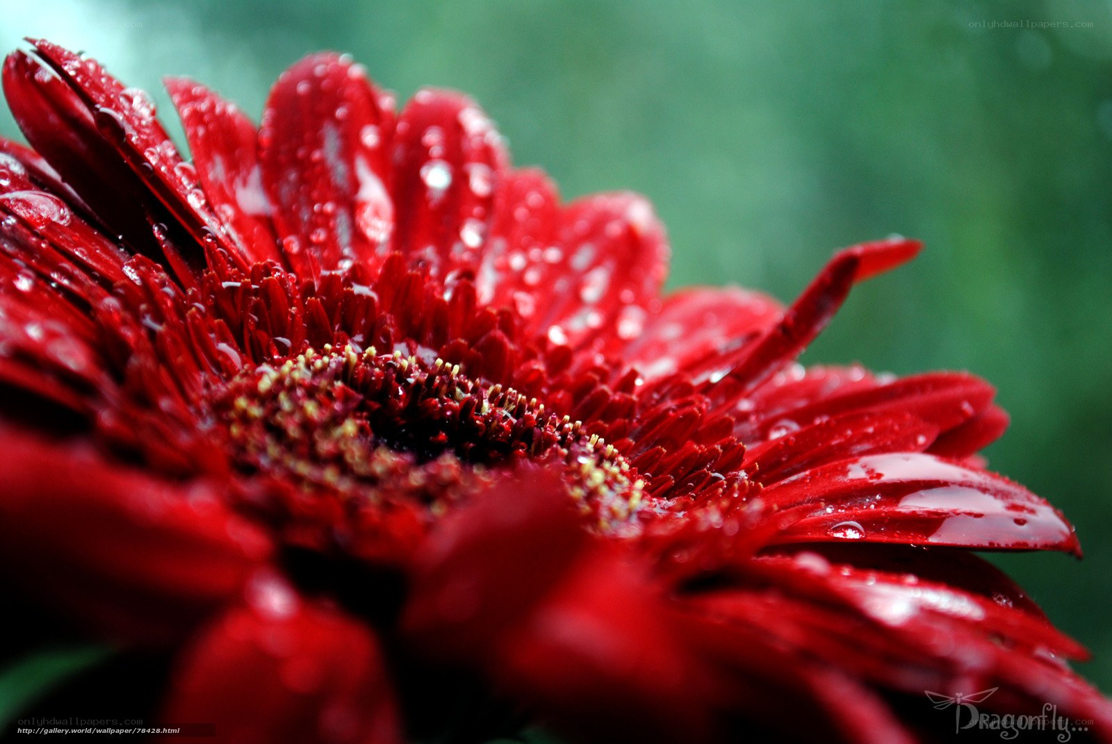 Red flower with water droplets