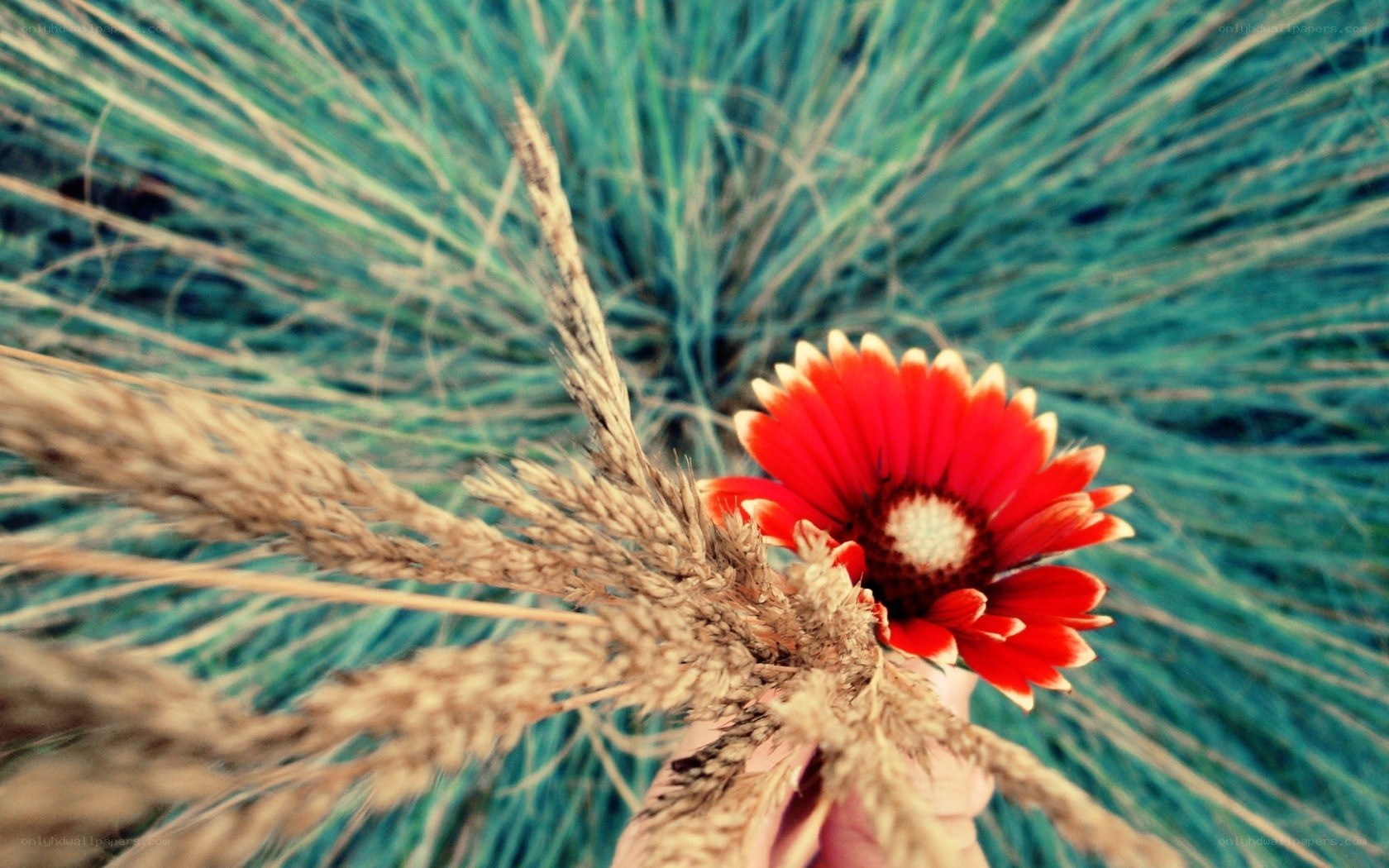 Red flower with wheat stalks