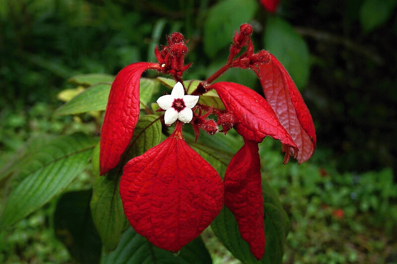 Red Flower with White Center — Natural