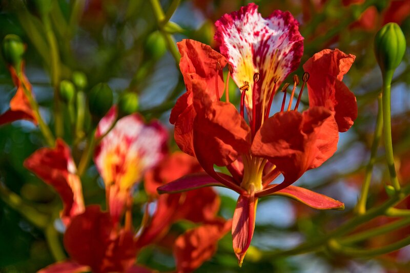 Red Flower with White Center — Vibrant
