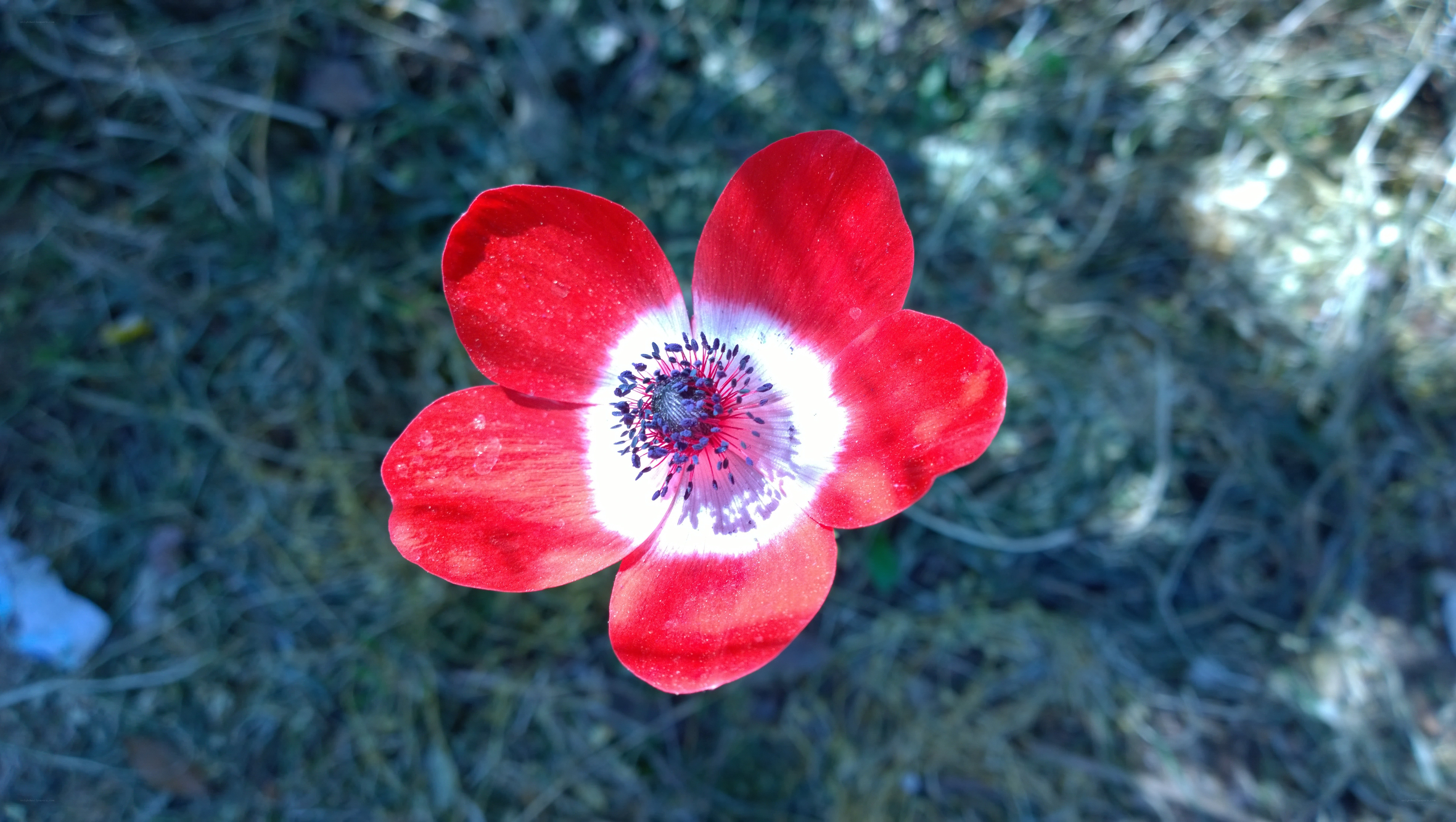 Red flower with white center