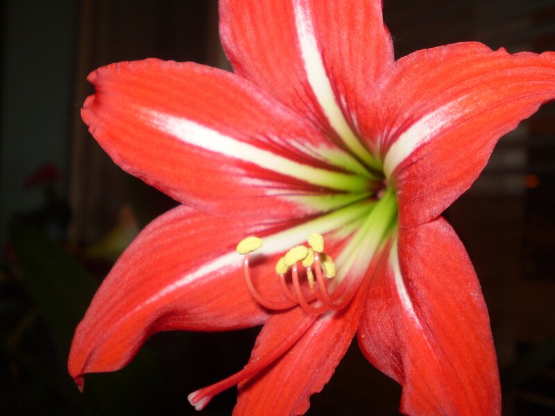 Red flower with white stripes