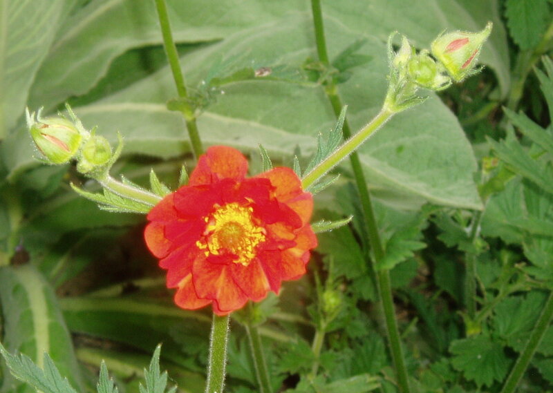 Red flower with yellow center