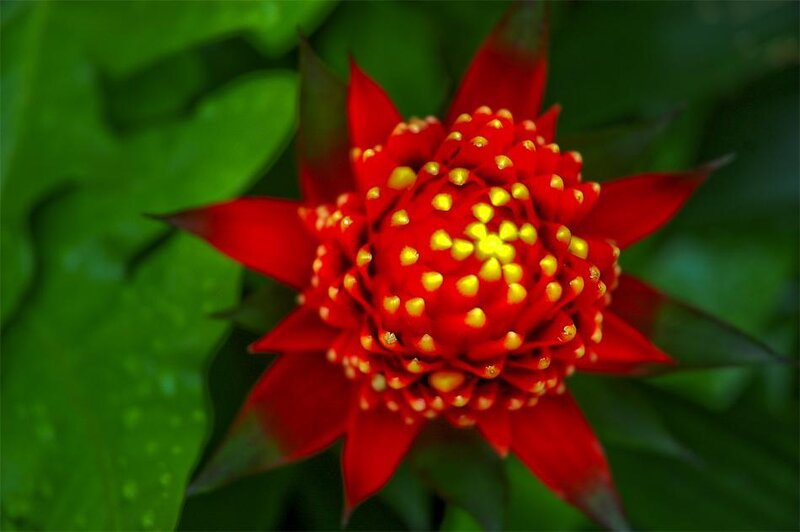 Red flower with yellow center