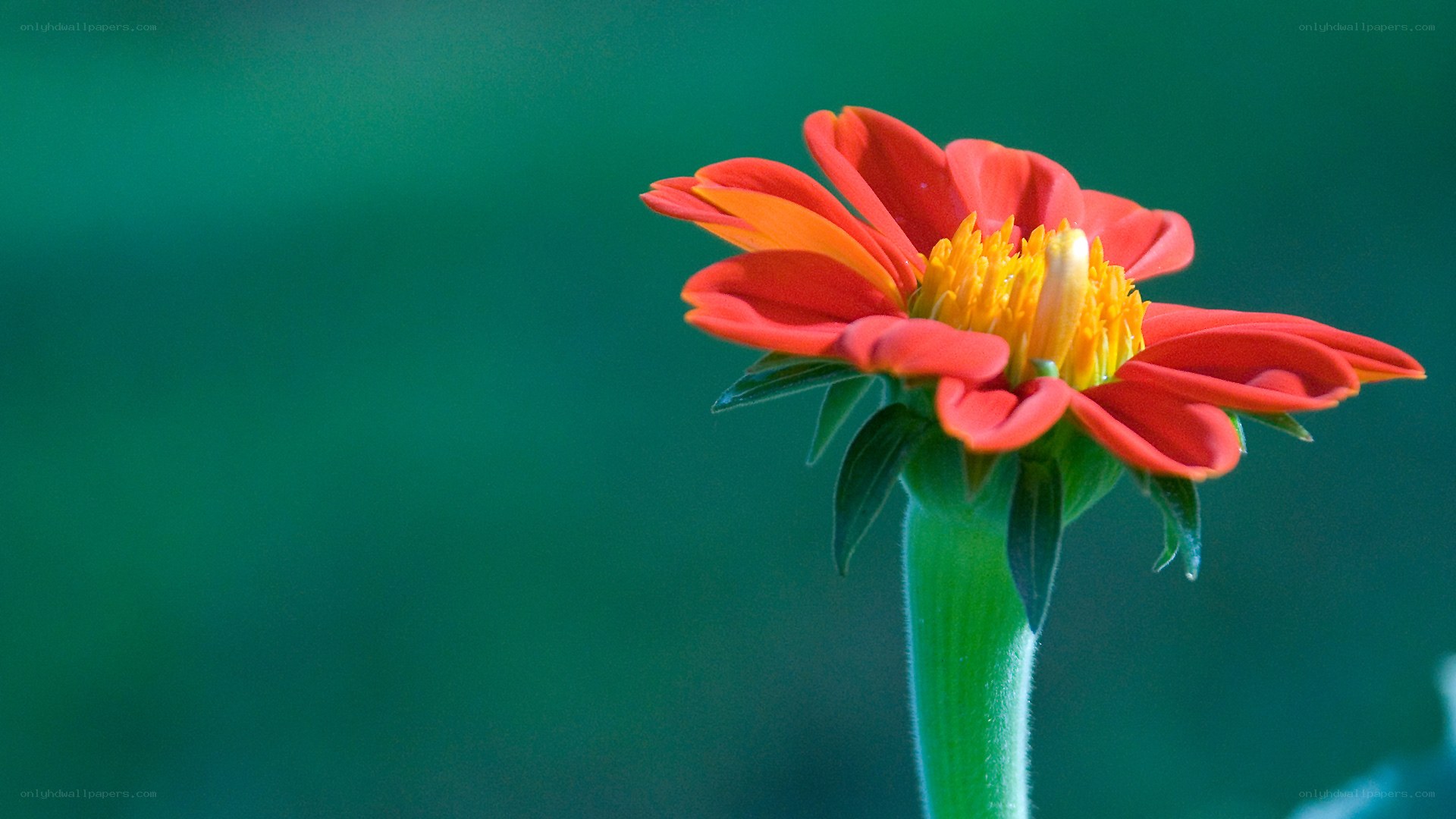 Red flower with yellow center