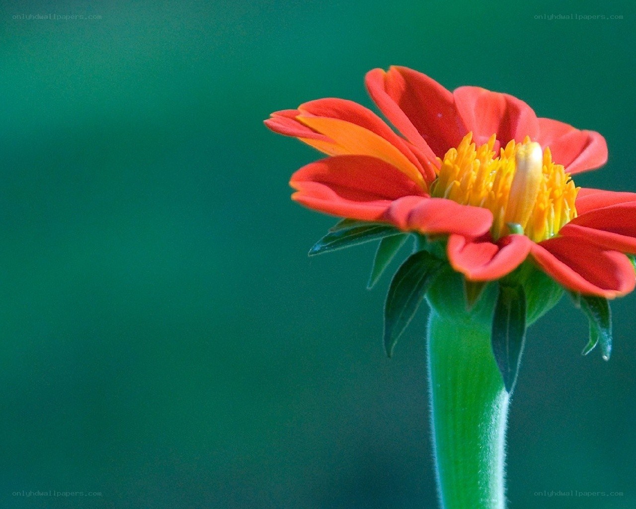 Red flower with yellow center