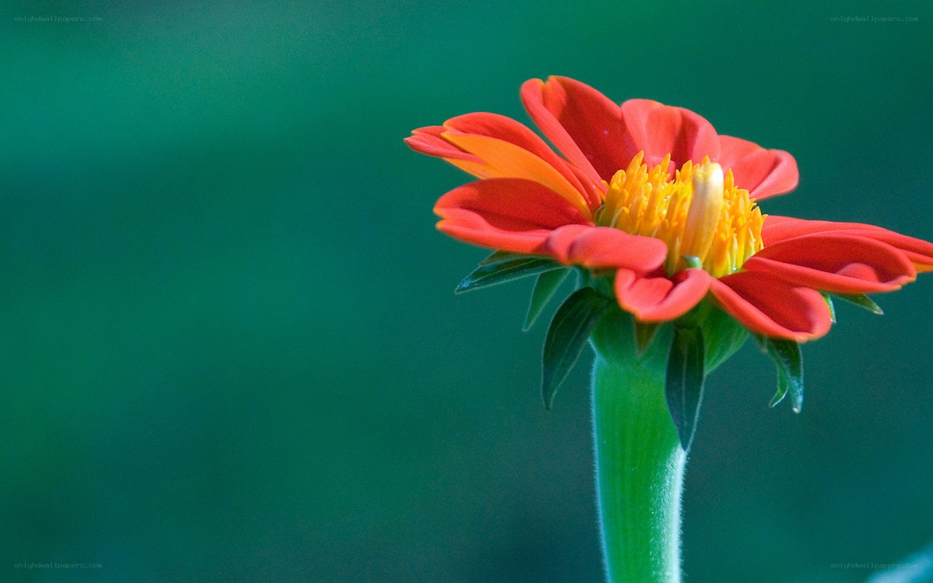Red flower with yellow center