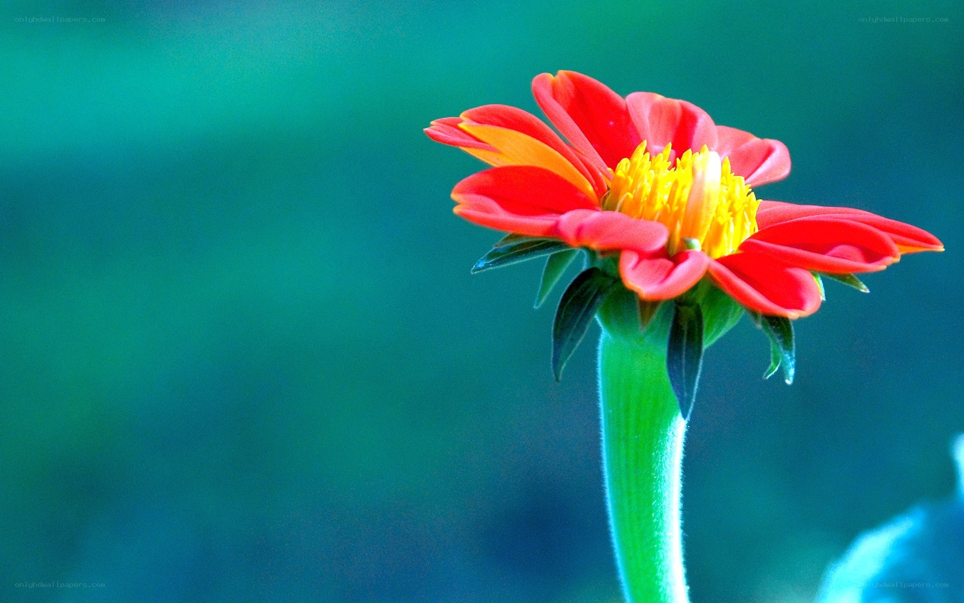Red flower with yellow center