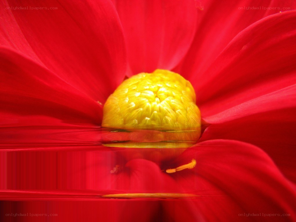 Red flower with yellow center