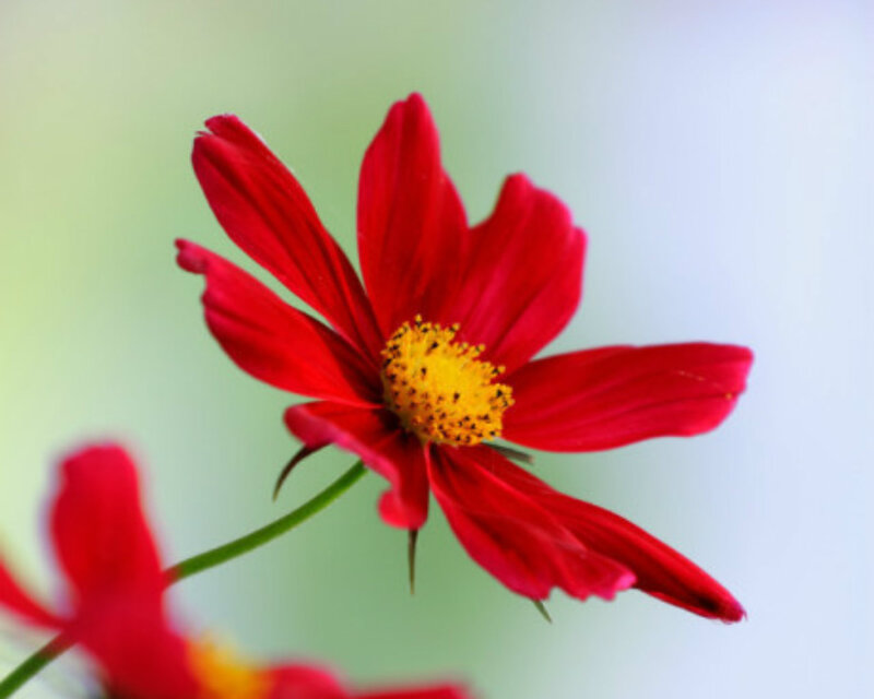 Red Flower with Yellow Center — Calm, Photograph