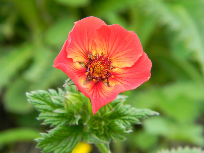 Red Flower with Yellow Center — Calm
