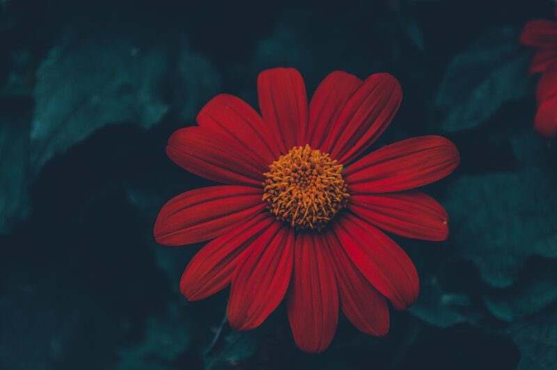 Red Flower with Yellow Center — Dramatic