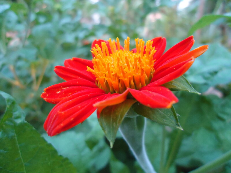 Red Flower with Yellow Center — Natural, Afternoon, Photograph