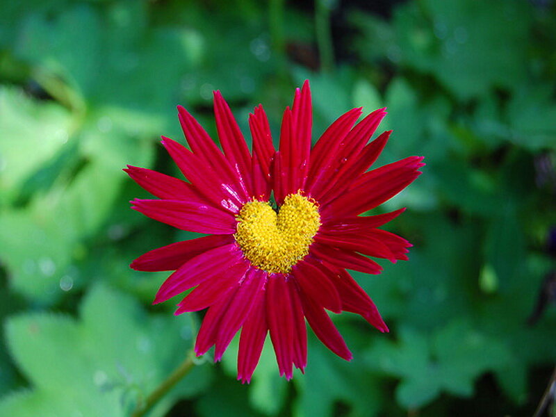 Red Flower with Yellow Center — Natural, Afternoon