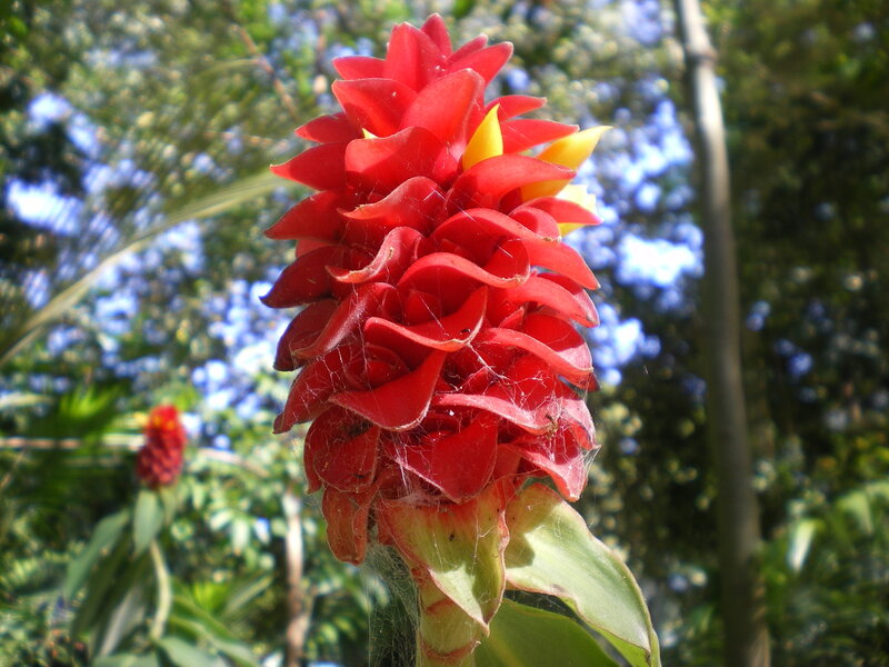 Red Flower with Yellow Center — Natural