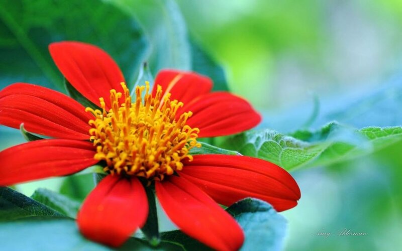 Red Flower with Yellow Center — Serene, Afternoon