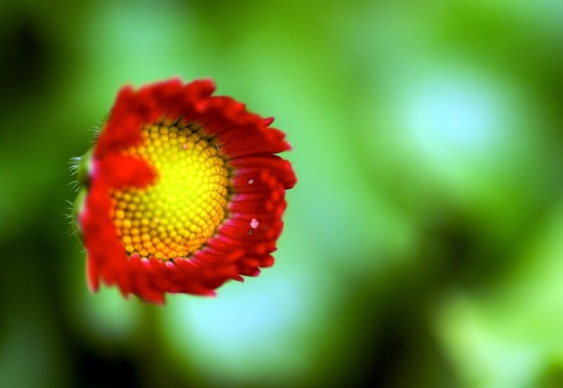 Red Flower with Yellow Center — Serene, Photograph