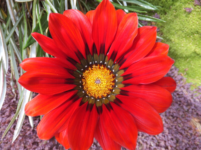 Red Flower with Yellow Center — Vibrant, Afternoon