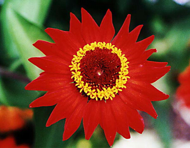 Red Flower with Yellow Center — Vibrant, Photograph