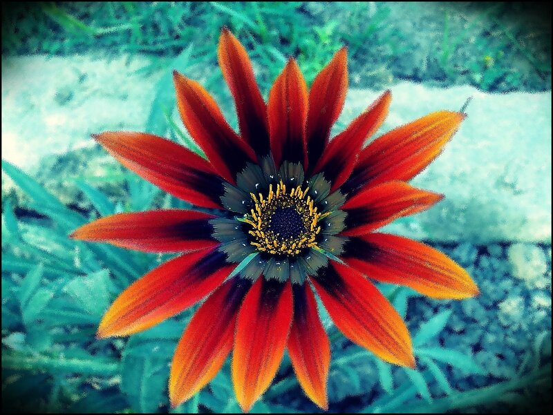 Red Flower with Yellow Center — Vibrant